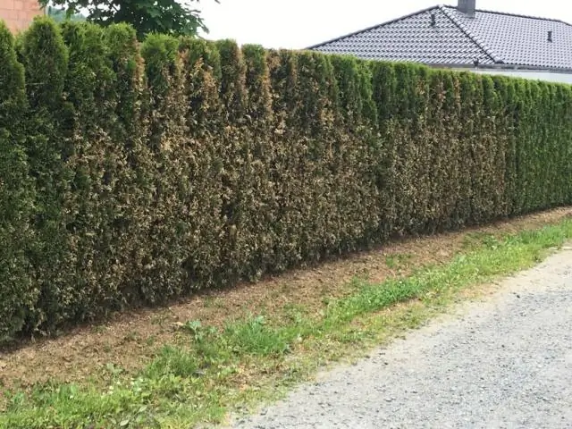 Как быстро растет Techny arborvitae?