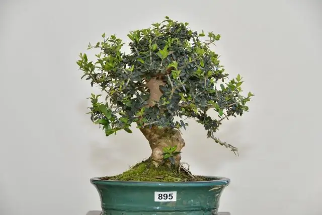 Как обрезать Prunus mume?