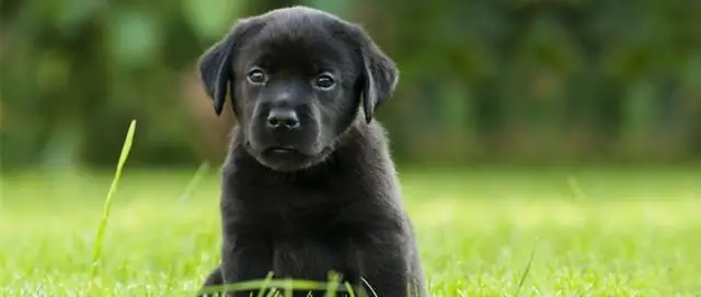 Сколько стоят ставни для плантаций из ПВХ?