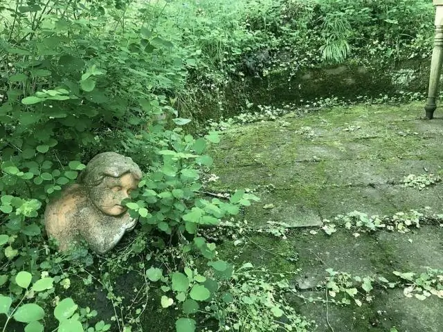 Насколько близко к дому может быть дерево?