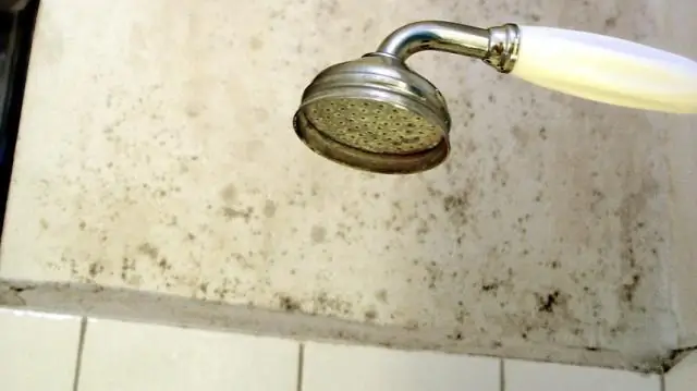 Должен ли мой домовладелец платить за проверку плесени?