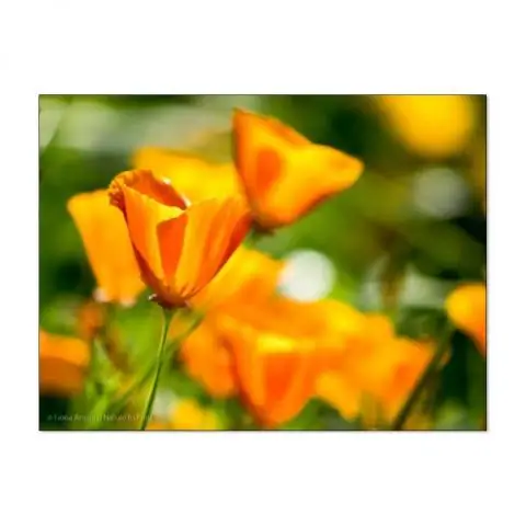 Как долго калифорнийские маки цветут?