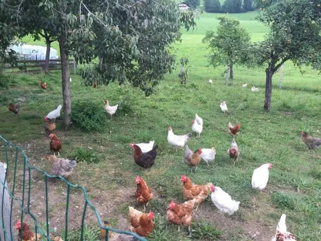 Убьет ли пашня бермудскую траву?