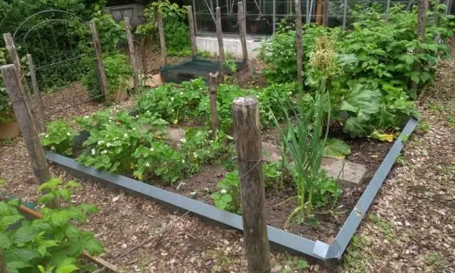 Какие овощи лучше сажать в мае?