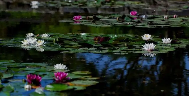 Можно ли размножить каучуковое растение в воде?