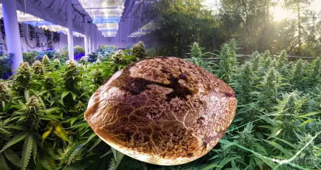 В чем разница между домашним и уличным телевидением?