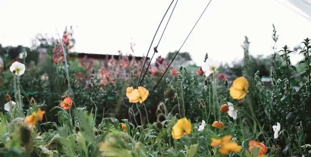 Как пересадить стелющийся флокс?