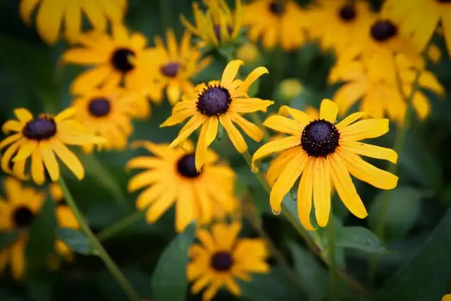 Подходят ли Black Eyed Susans срезанные цветы?