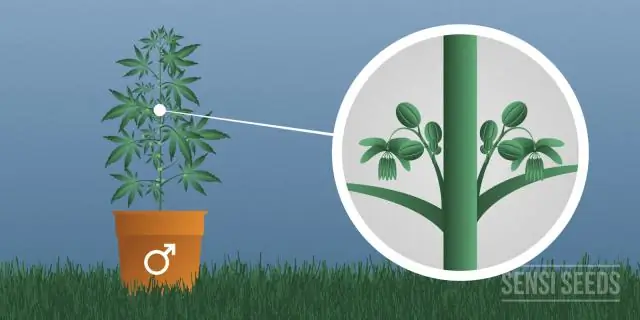 Когда мне следует запускать лампы каладиума в помещении?