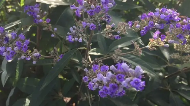 Для чего используется vitex agnus castus?