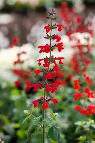 Герань - однолетнее или многолетнее?