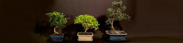 Выживают ли суккуленты зиму на улице?