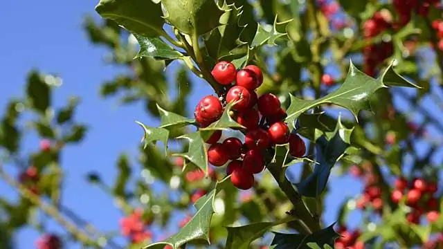 Лилия кустарник?