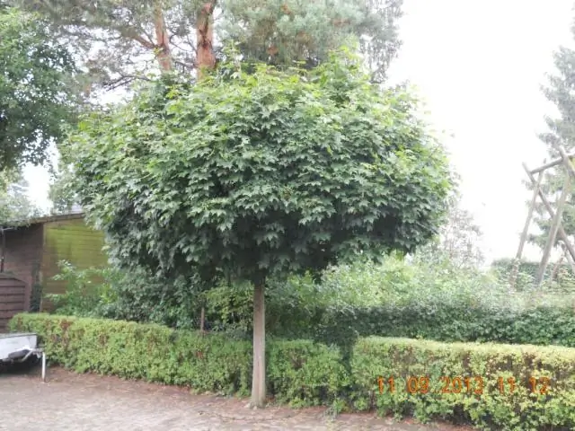 В каком месяце цветут глицинии в Австралии?