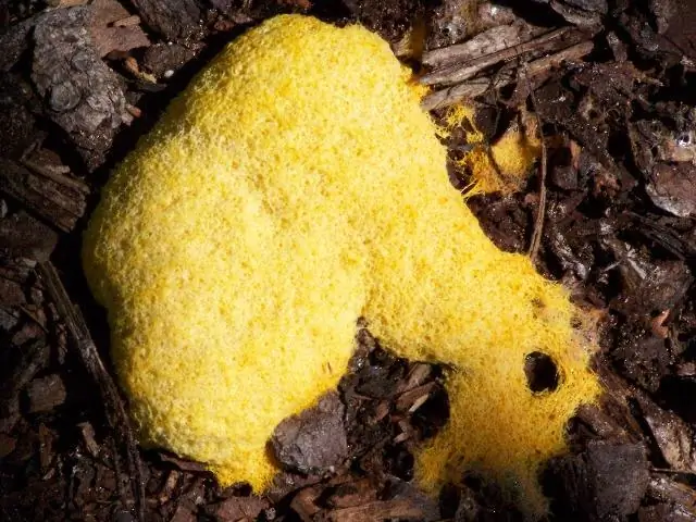 Вреден ли Preen Mulch для собак?