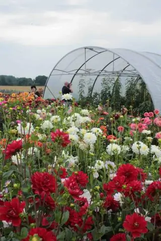 Как добиться большей конфиденциальности на заднем дворе?