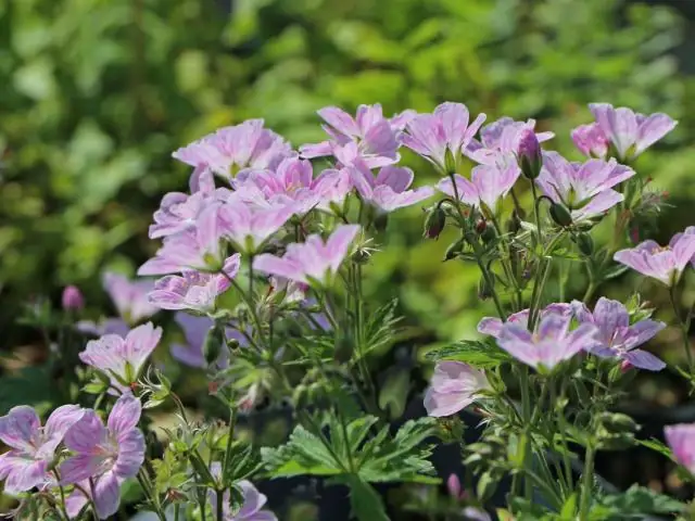 Cosmos Sonata Pink - это многолетник?