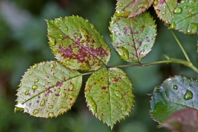 Что вызывает мучнистую росу на гортензиях?