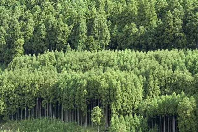 Как выращивать суккуленты на улице?