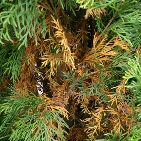 Почему мои львиный зев становятся коричневыми?