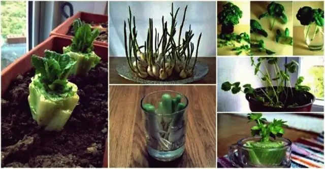 Сколько шести пачек в квартире с цветами?