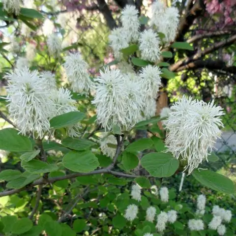 Где растет фотергилла?