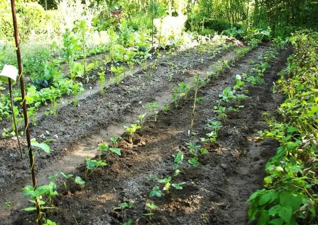 Насколько рано можно сажать луковицы?