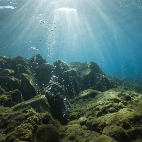 Вредит ли серая вода растениям?