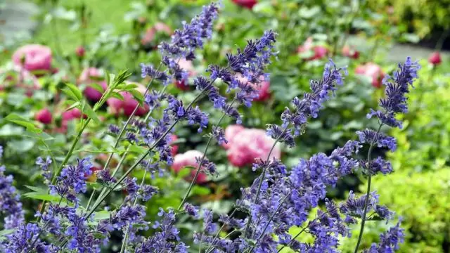 Как окаймлять клумбы?