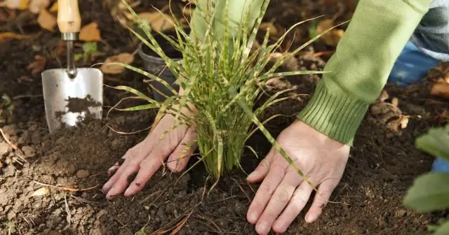 Когда сажать весной?