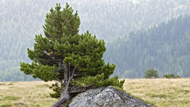 Будет ли что-нибудь расти под соснами?