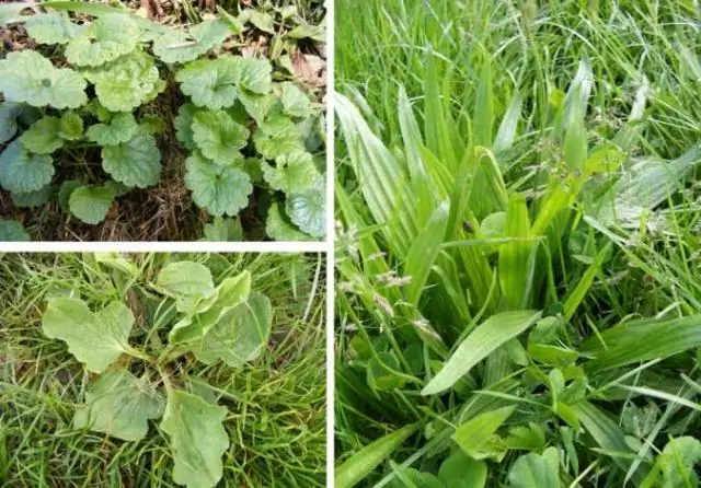 Как вырастить нарисованные ромашки?