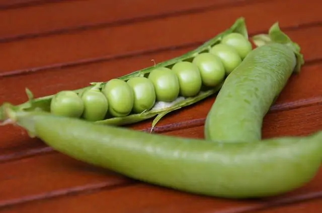 Можно ли вырастить манговое дерево в горшке?