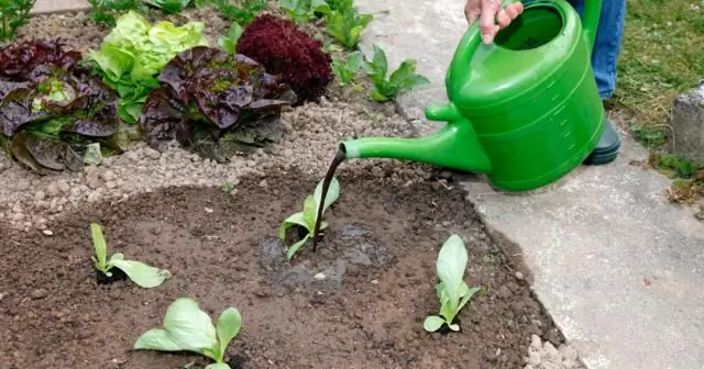 Какое удобрение лучше всего подходит для Acers?