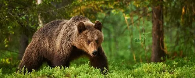 Как вы засыпаете растения снегом?