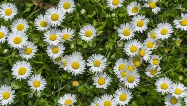 Можете ли вы разделить ромашки?