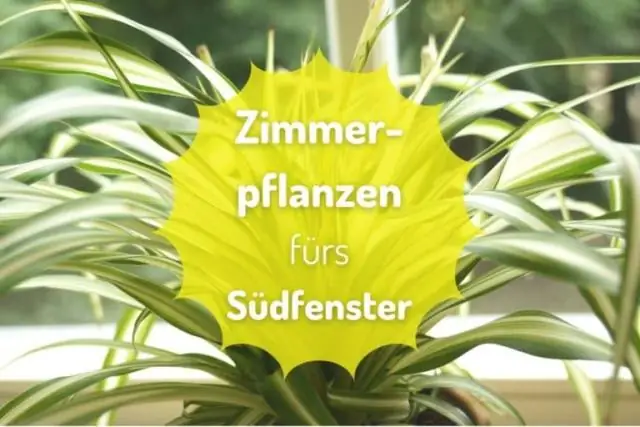 Хорошо ли каладиум на открытом солнце?