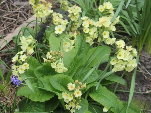 Как вы выращиваете Primula Vialii?