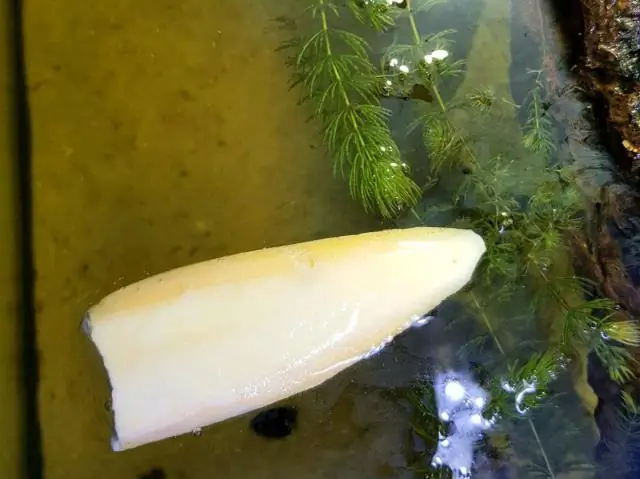 Есть ли в яичной скорлупе фосфор?