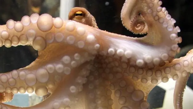 Сможешь сложить два коврика?