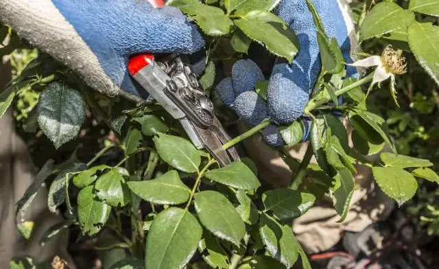 Когда нужно обрезать новую плетистую розу?