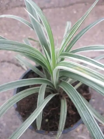 Является ли Liriope spicata инвазивной?
