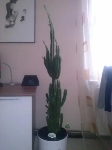 Какой самый большой сундук со льдом?