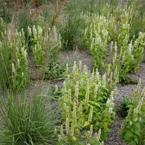Как вы ухаживаете за Agastache Blue Fortune?
