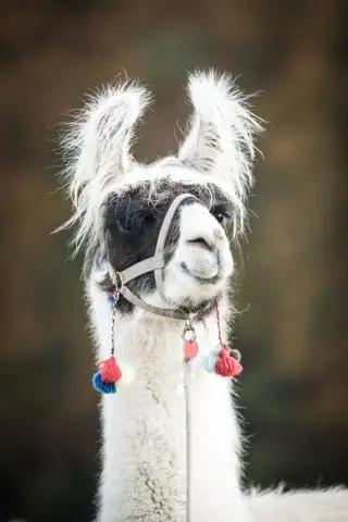 Сколько стоит ковер премиум-класса?