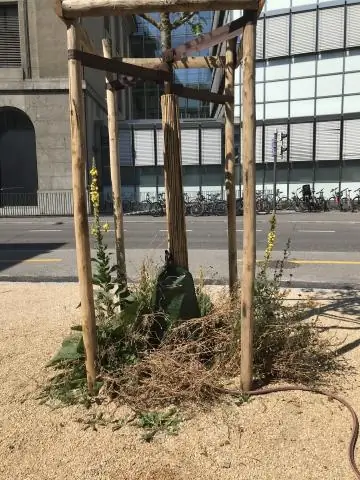 Сколько воды нужно недавно посаженным фруктовым деревьям?