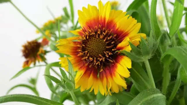 Как вы заботитесь о Gaillardia Arizona Sun?