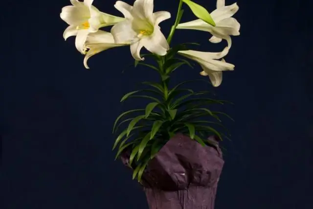Как вырастить Lilium regale из семян?