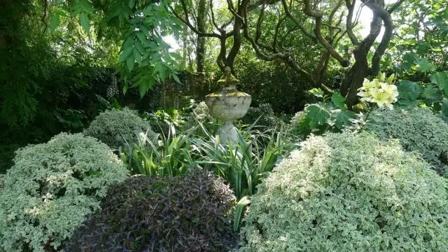 Как вы ухаживаете за Pittosporum Tenuifolium?