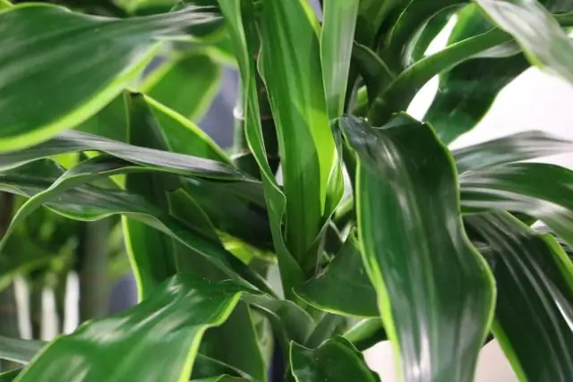 Как размножаются Corpuscularia Lehmannii?